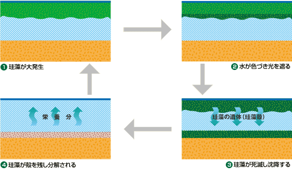 珪藻土のできかた